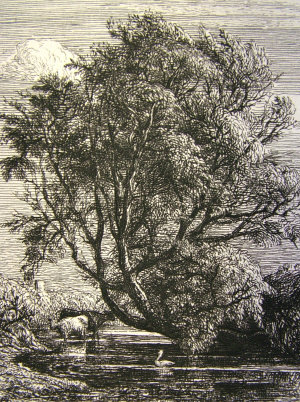 Appraisal: Samuel Palmer RWS - - The Willow etching x cm