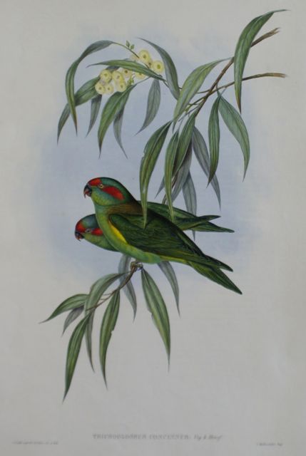 Appraisal: Musky Lorikeet Trichoglossus Concinnus