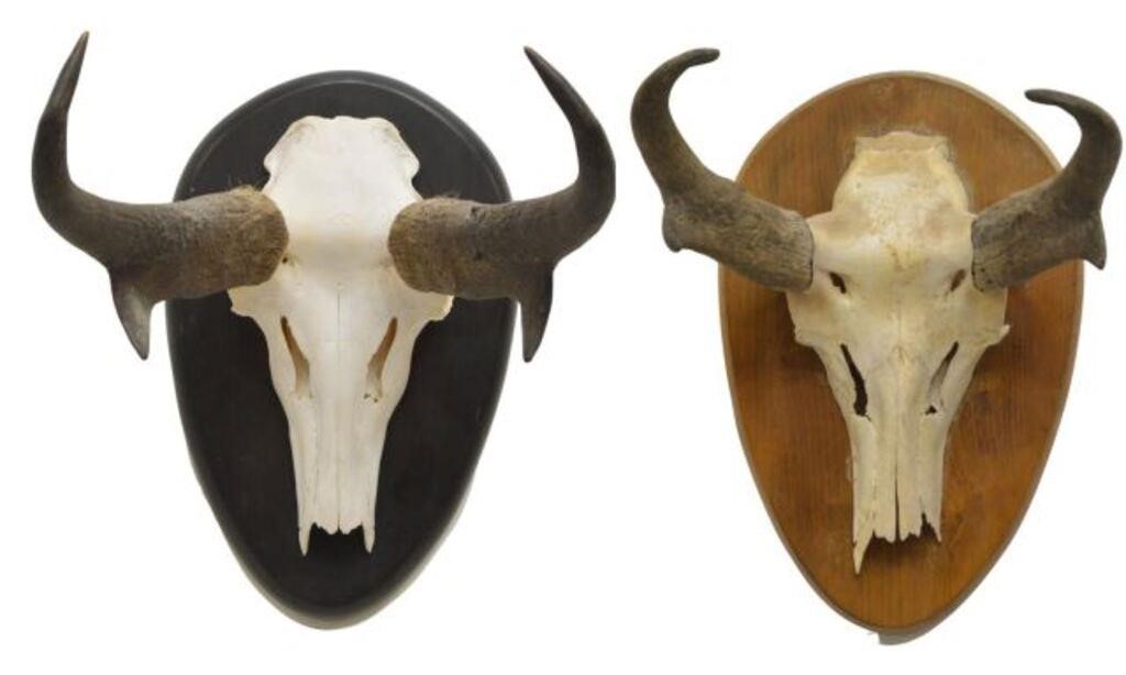 Appraisal: lot of American Pronghorn skull and horn mounts including marked