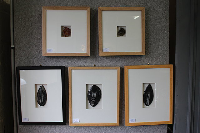 Appraisal: FIVE INDIVIDUALLY FRAMED FOSSILS to include three polished belemnites the