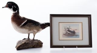 Appraisal: Taxidermy Duck with Framed Duck Picture Mounted duck with a