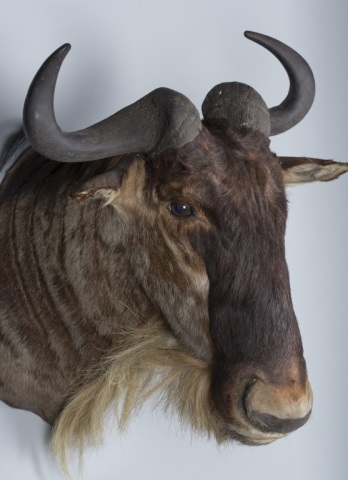 Appraisal: Wildebeest Gnu Trophy Mount This lot will only be sold