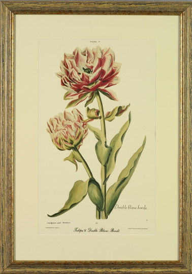 Appraisal: American School th Century Tulips pair of offset chromolithographs published