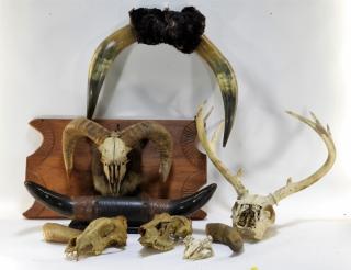 Appraisal: Group of Bull Deer Ram Skull Taxidermy w Horns NORTH