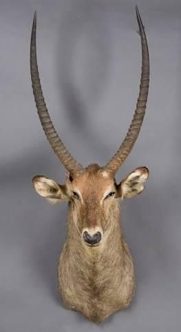 Appraisal: Taxidermy shoulder mount of a Waterbuck A taxidermy shoulder mount