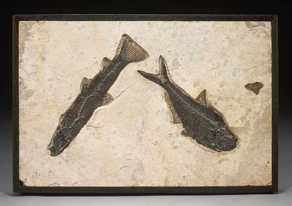 Appraisal: Fossil Fish Mural Diplomystus dentatus Notogoneus osculus Eocene Green River