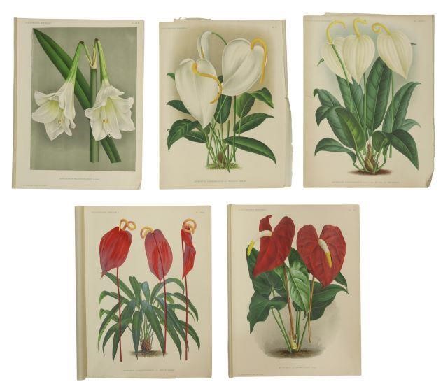 Appraisal: lot of Unframed botanical lithographs on paper after the original