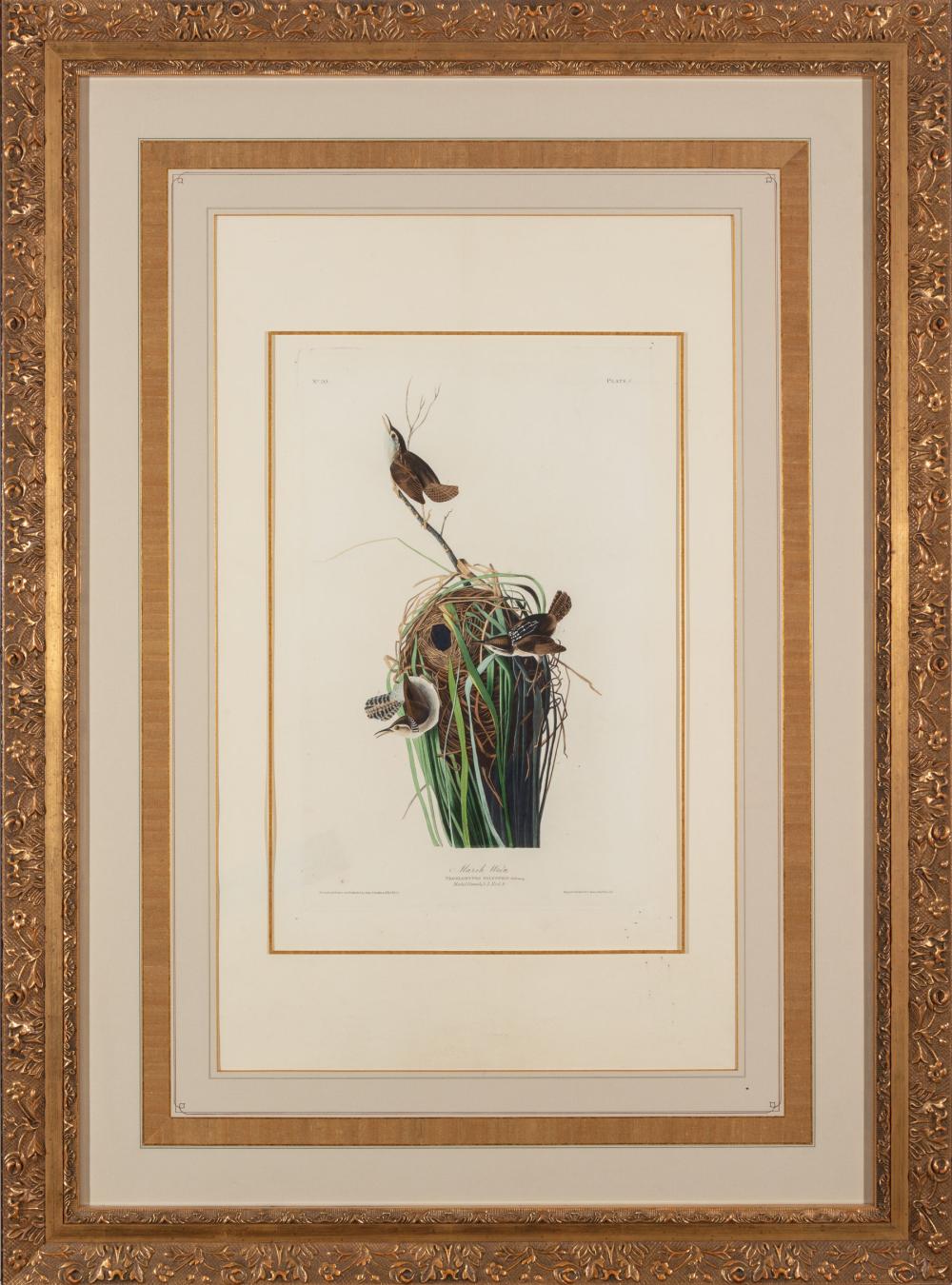 Appraisal: John James Audubon American - Marsh Wren Plate C hand-colored