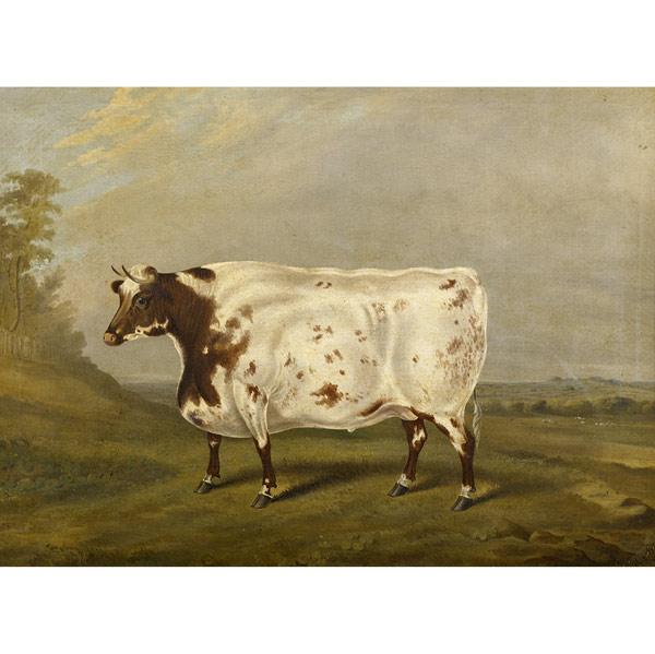 Appraisal: JAMES SCRAGGS British th C Durham Ox oil on canvas