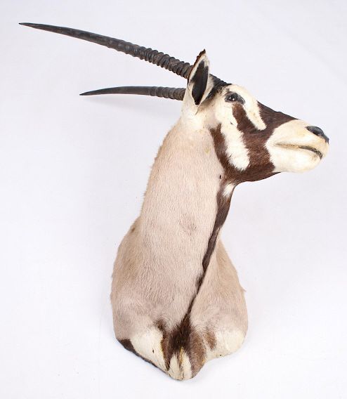 Appraisal: New Mexico Trophy Oryx Shoulder Mount For your bidding pleasure