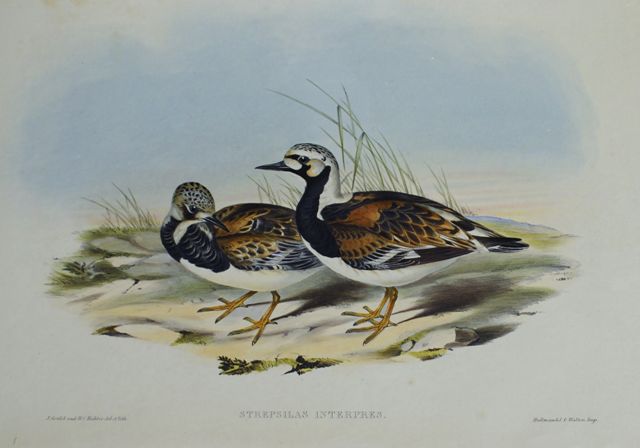 Appraisal: Turnstone Strepsilas Interpres