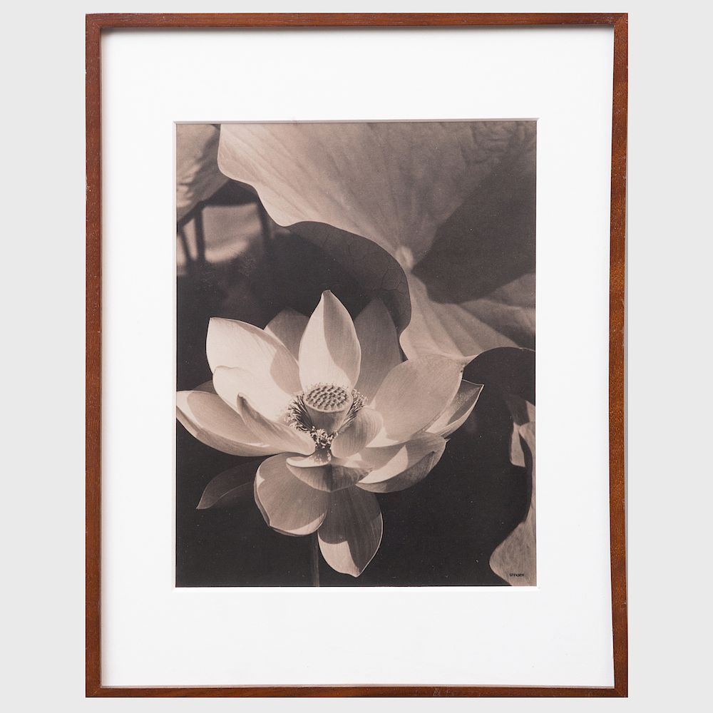 Appraisal: After Edward Steichen - Lotus Black and white print mounted