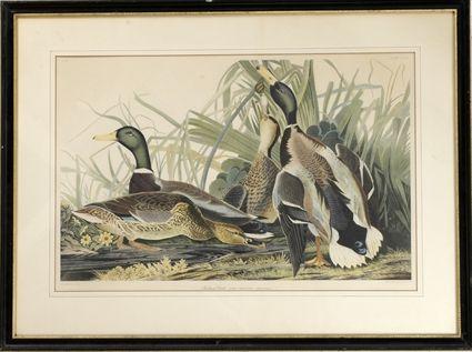 Appraisal: After John James Audubon Mallard Duck Color print matted and