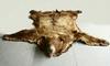 Appraisal: BEARSKIN RUG - Full body brown bearskin rug with open