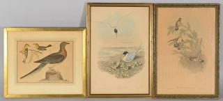 Appraisal: Pr Gould Richter A Wilson Bird Prints total st nd