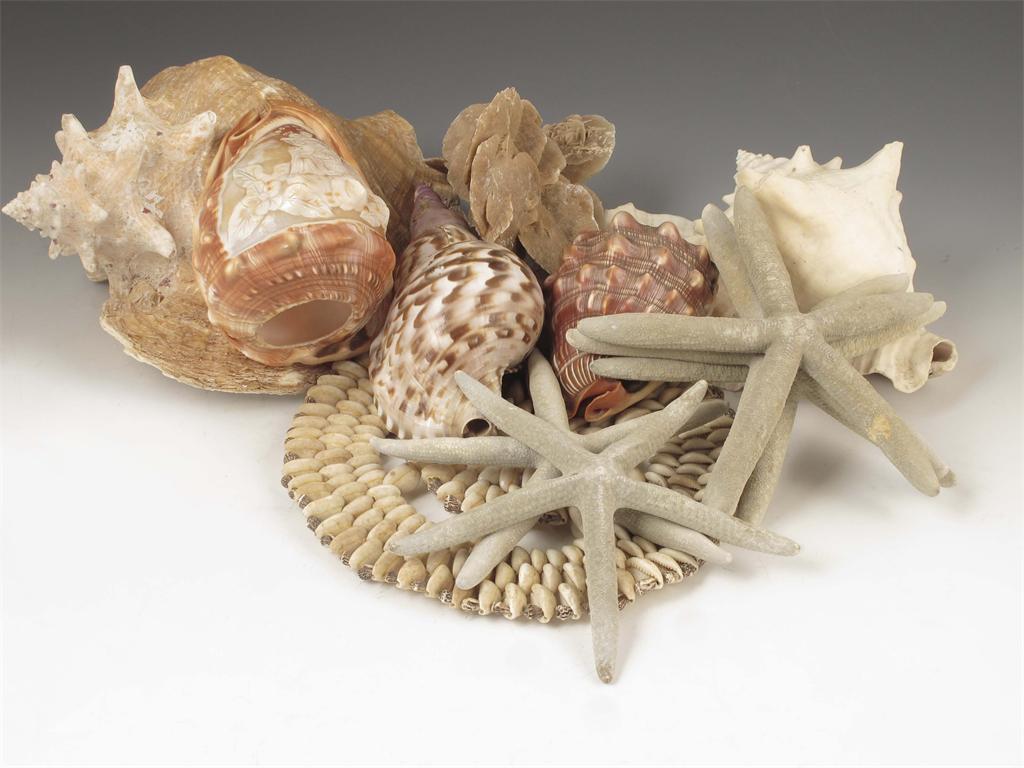 Appraisal: A collection of sea shells A LOT