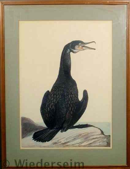 Appraisal: Framed print of a double-crested Cormorant signed Carroll Tyson x