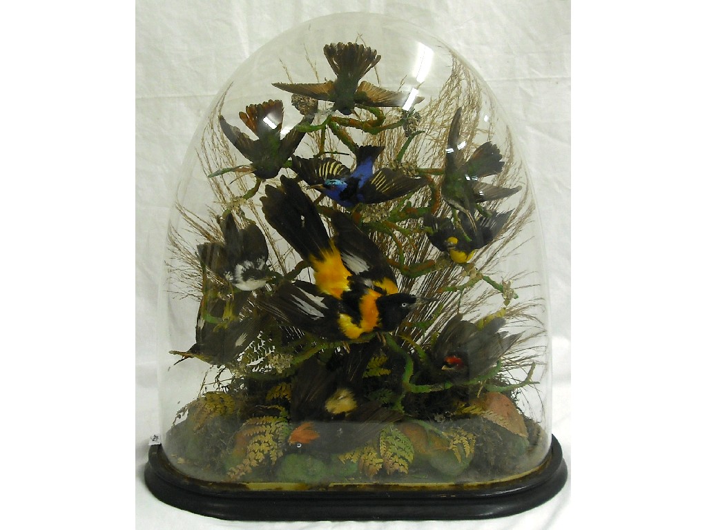 Appraisal: Victorian taxidermy specimen group of exotic birds amongst naturalistic foliage