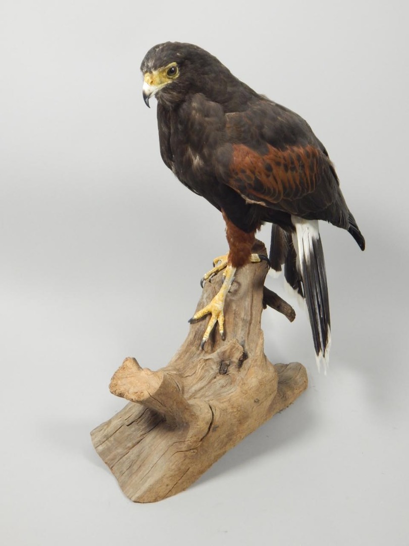 Appraisal: A taxidermied Harris hawk mounted on a stump base label