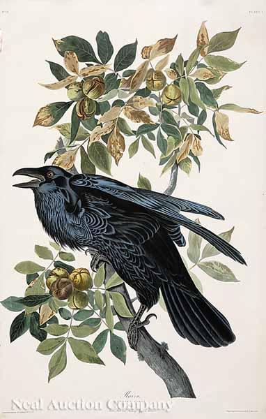 Appraisal: After John James Audubon American - Raven No Plate CI