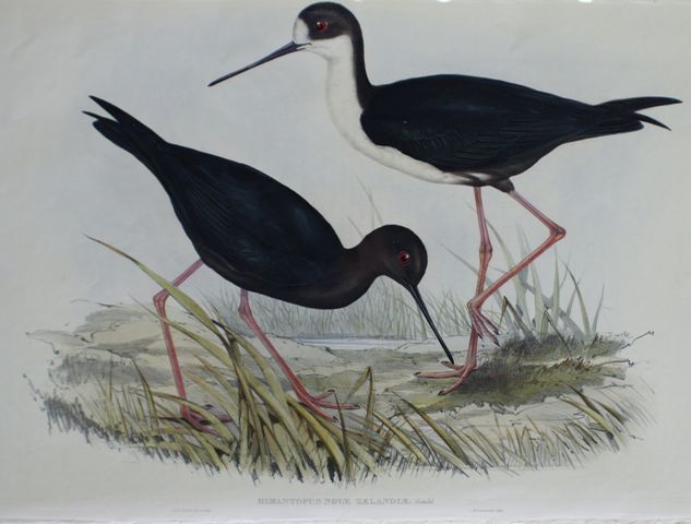 Appraisal: New Zealand Stilt Himantopus Novae-Zelandiae Lithograph by Elizabeth Gould