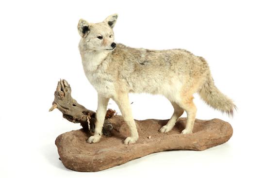 Appraisal: COYOTE FULL BODY TAXIDERMY MOUNT On a rock and log