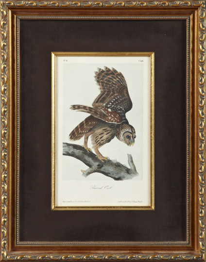 Appraisal: After John James Audubon American - Barred Owl and Great