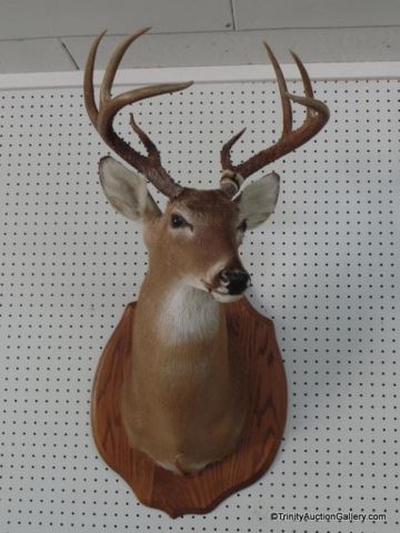 Appraisal: Vintage Estate Whitetail Buck Trophy Mount From a local East