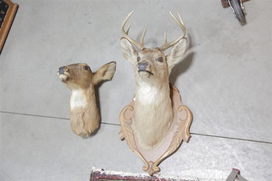 Appraisal: TWO TAXIDERMY HEAD MOUNTS Doe and buck '' h and