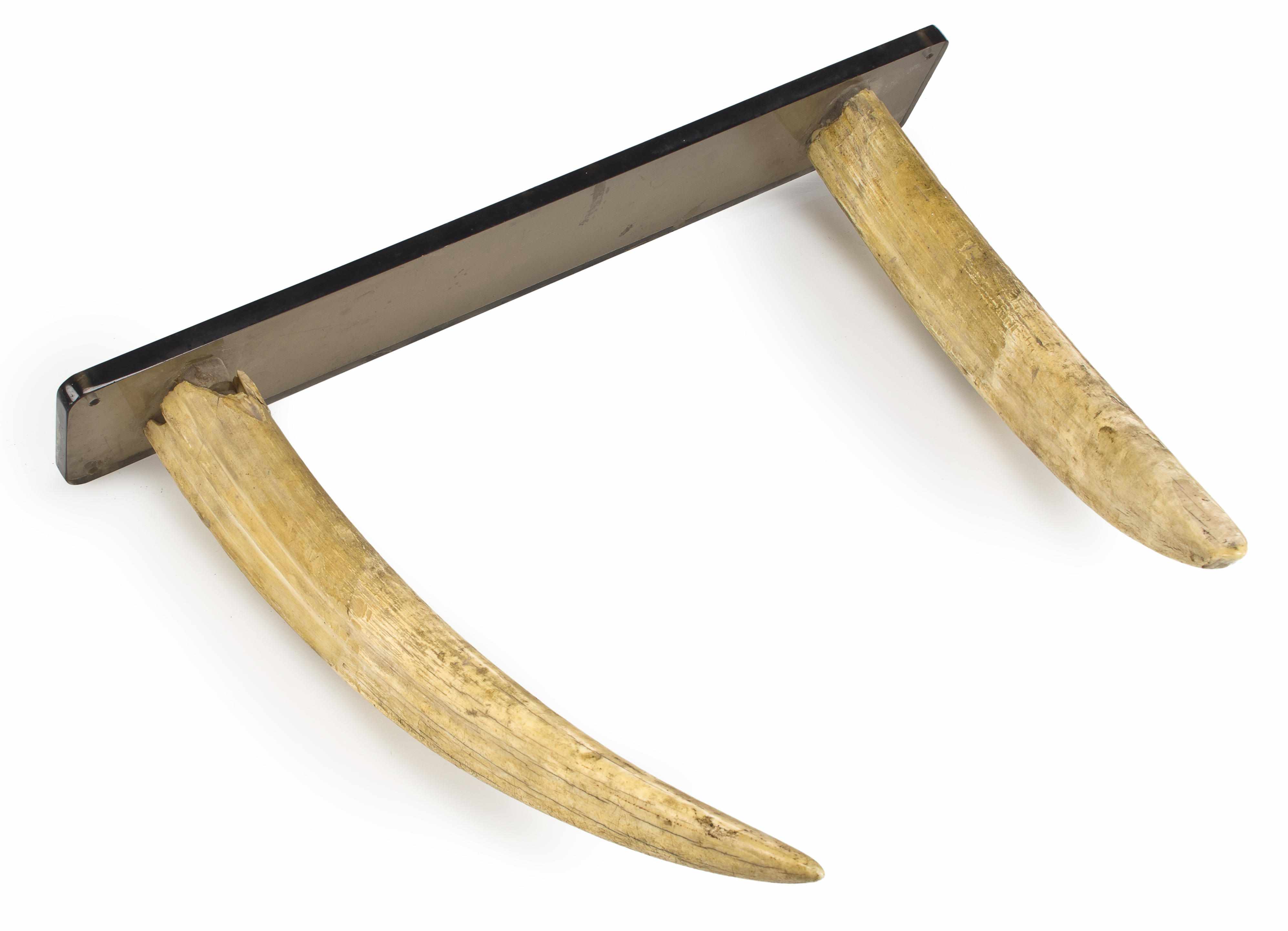 Appraisal: Two walrus tusks mounted on a lucite stand height in