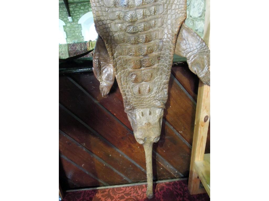 Appraisal: A Cayman crocodile skin complete with head toothy snout and