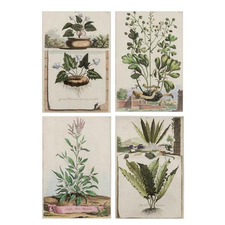 Appraisal: After Abraham Munting - PLANT STUDIES Four hand-colored engravings Estimate