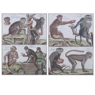 Appraisal: Pair Antique Colored Monkey Engravings Histoire Naturelle Quadrupedes Signed in