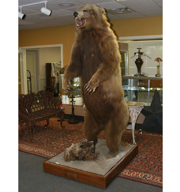 Appraisal: Full-bodied taxidermy mount of Alaskan Brown Bear in upright position