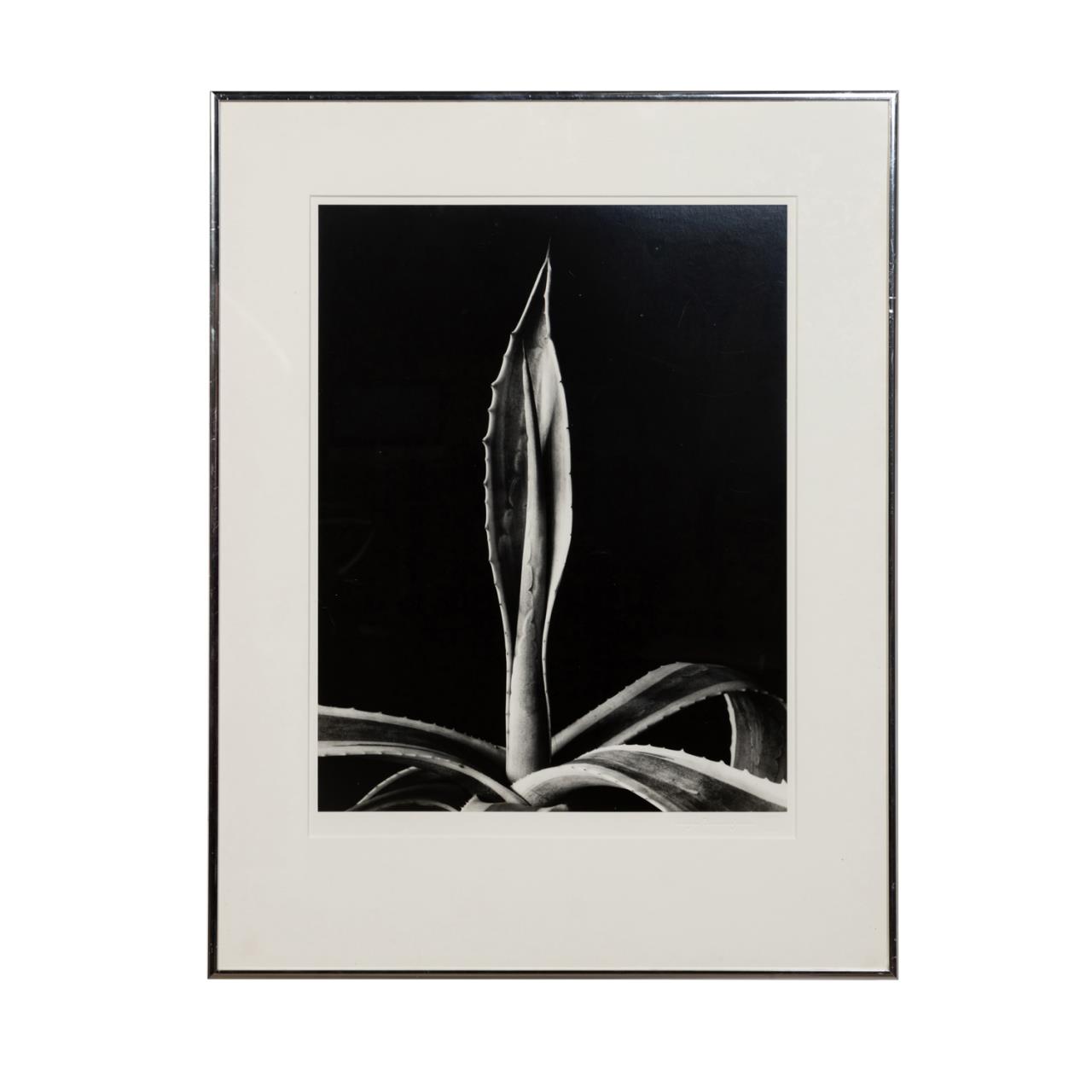 Appraisal: AFTER IMOGEN CUNNINGHAM AGAVE PRINT After Imogen Cunningham American -