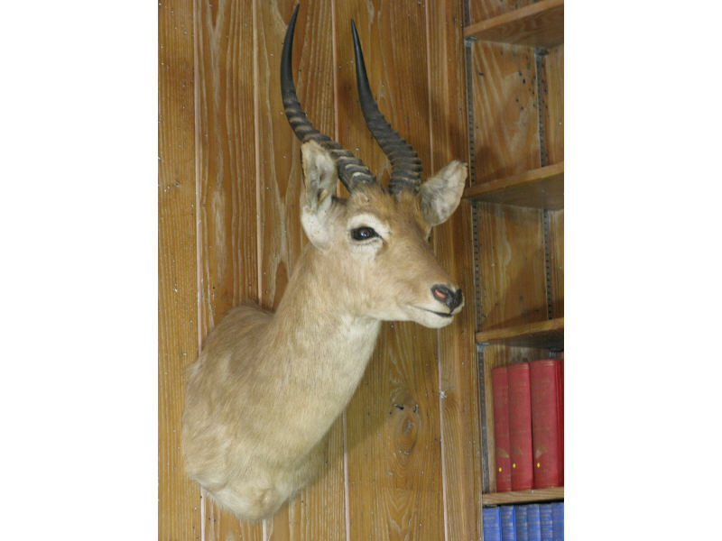 Appraisal: Mounted African Trophy Impala