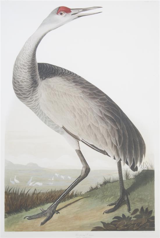 Appraisal: After J J Audubon Whooping Crane Height x width inches