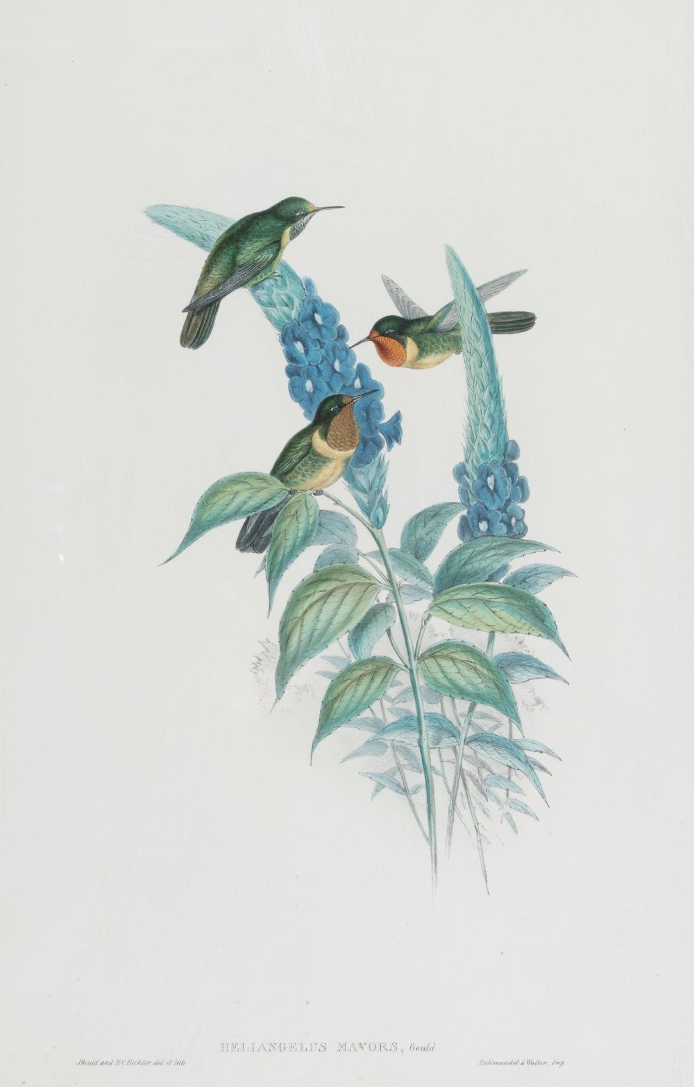 Appraisal: John Gould British - Heliangelus Mayors hand-colored lithograph from Hummingbirds