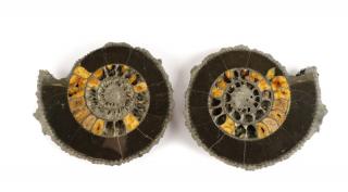 Appraisal: Pair Speetoniceras Ammonites with Drusy Pyrite Russian Jurassic Period A