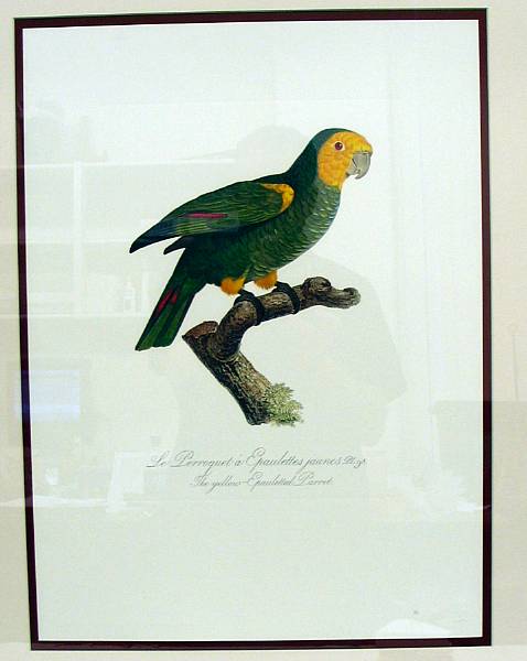 Appraisal: A set of six framed Dutch colored prints of parrots