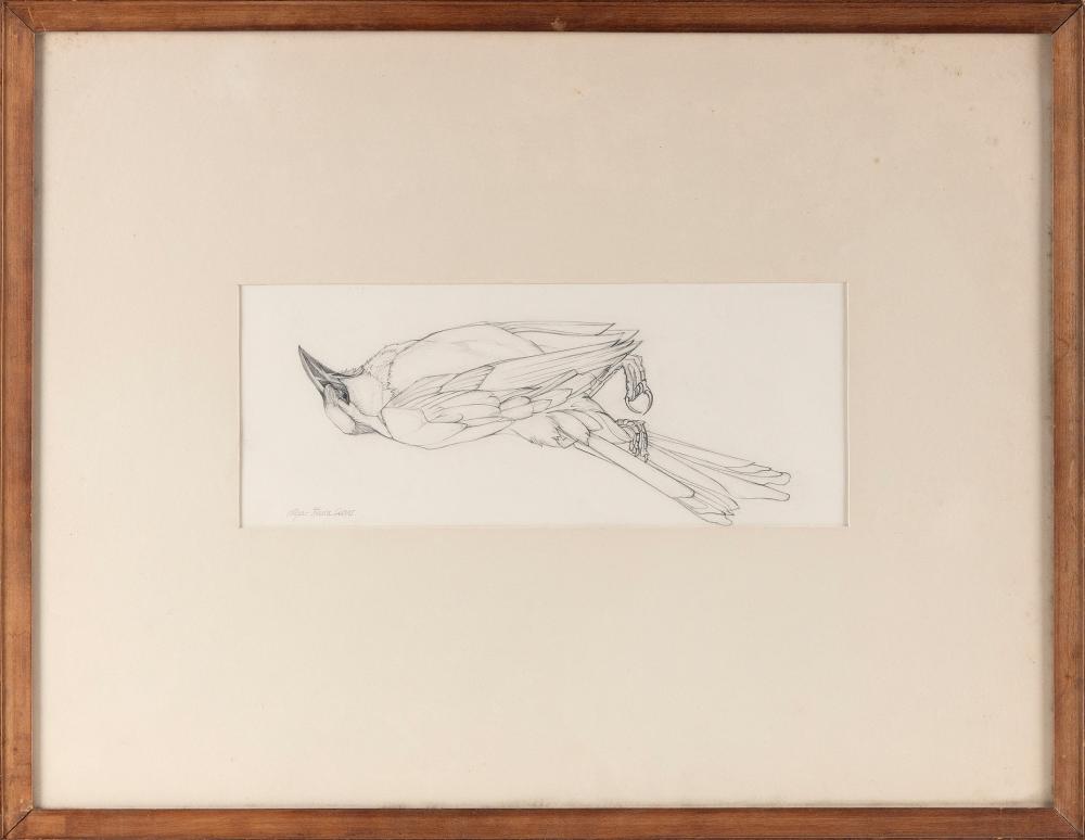 Appraisal: OLGA ITASKA SEARS MASSACHUSETTS - BIRD STUDY PENCIL ON PAPER