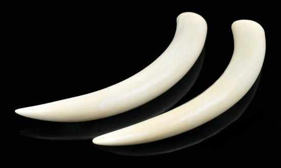 Appraisal: A Pair of Malayan Elephant tusks Each with a covered