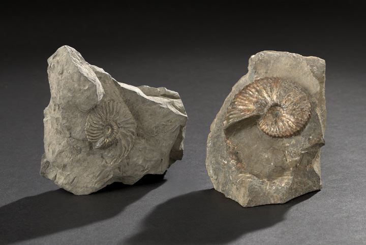 Appraisal: Two Very Rare Fossilized Ammonite Specimens Lower Cretaceous Period ca