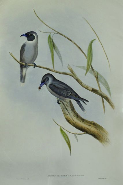 Appraisal: Masked Wood Swallow Artamus Personatus