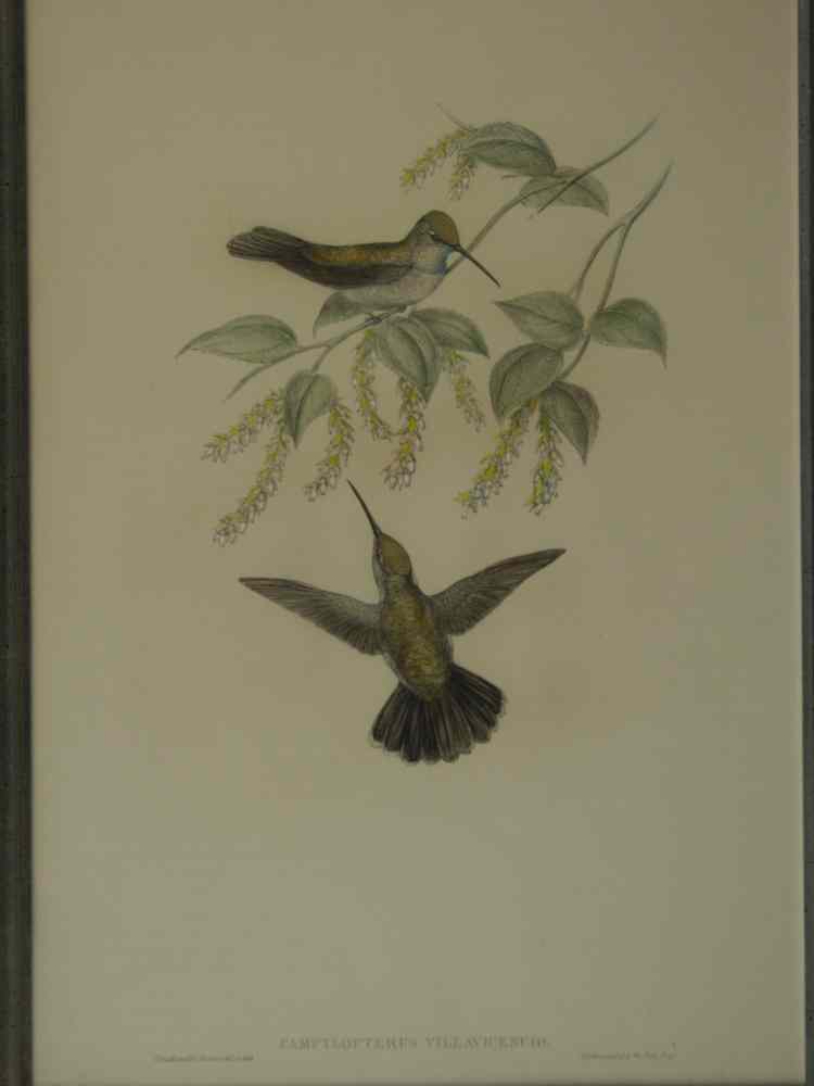 Appraisal: LITHO HANDCOLORED WITH GOLD TOUCHES- 'Campylopterus Villavecenzio' Hummingbirds by J