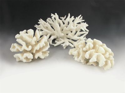 Appraisal: A spider coral in cm w and two smaller examples