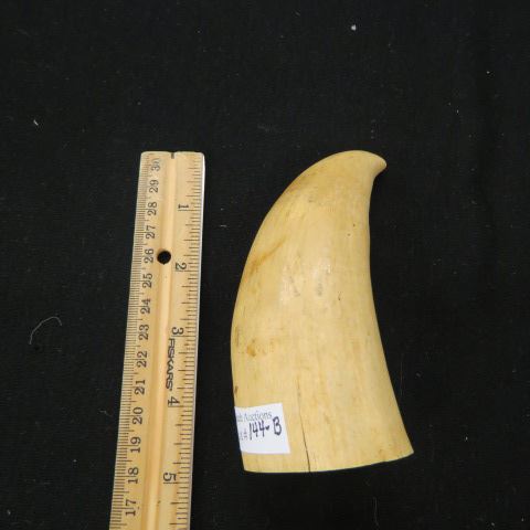 Appraisal: Whale's Tooth antique