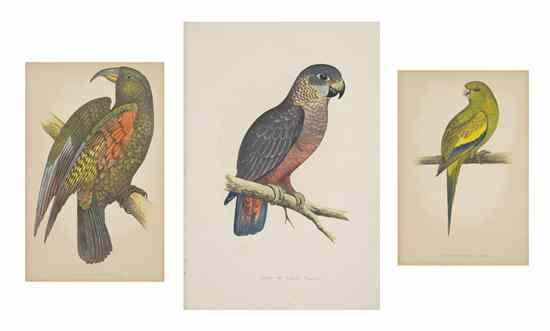 Appraisal: ORNITHOLOGY ENGLISH LYDON A F A collection of nine lithographs