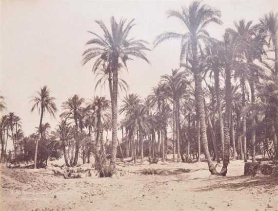 Appraisal: SEBAH J P Palm trees on the site of ancient