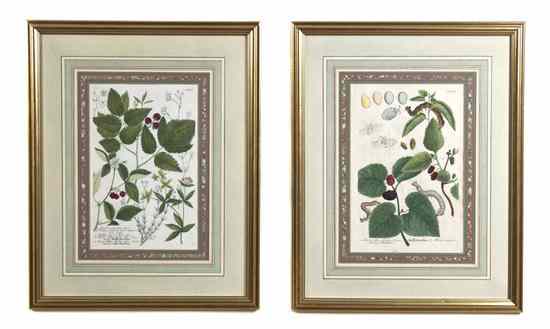 Appraisal: A Pair of Botanical Engravings after J W Weinmann each